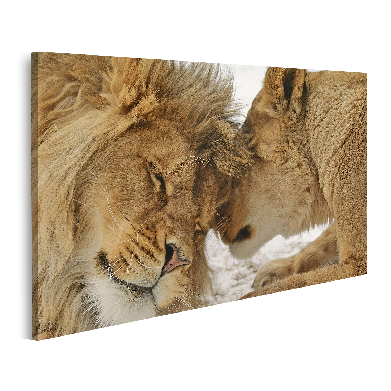 Bild auf Leinwand Löwe und Löwin Verliebtes Löwenpaar Wandbild Poster