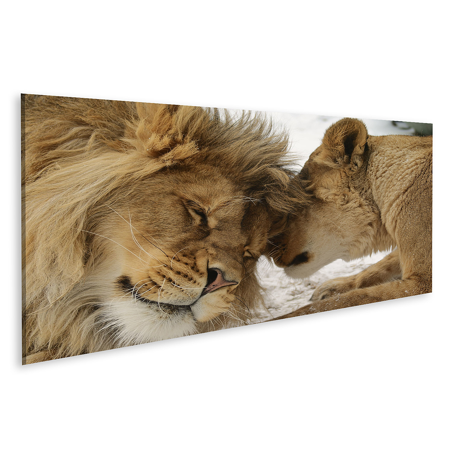 Bild auf Leinwand Löwe und Löwin Verliebtes Löwenpaar Wandbild Poster